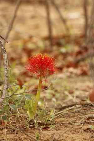 African blood lily(Scadoxus multiflorus)