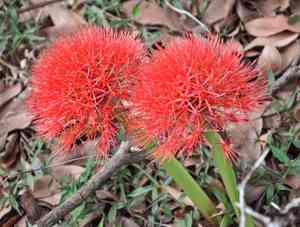 African blood lily(Scadoxus multiflorus)