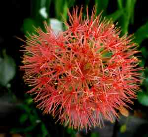 African blood lily(Scadoxus multiflorus)