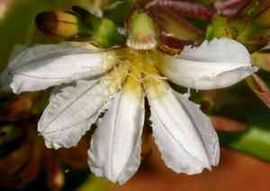 Beach naupaka(Scaevola sericea)