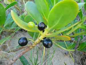 Beach naupaka(Scaevola sericea)