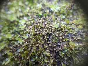 Grove earwort(Scapania nemorea)