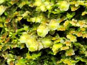 Grove earwort(Scapania nemorea)