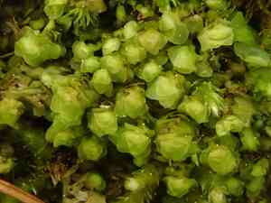 Grove earwort(Scapania nemorea)