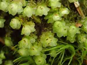 Grove earwort(Scapania nemorea)