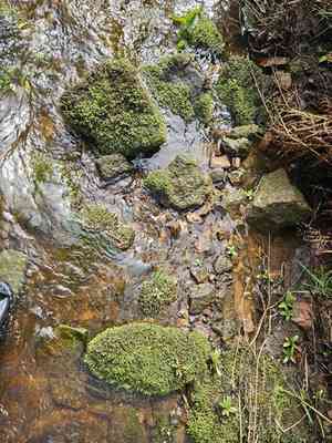 Water earwort(Scapania undulata)
