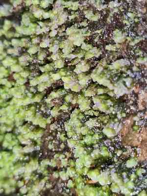 Water earwort(Scapania undulata)
