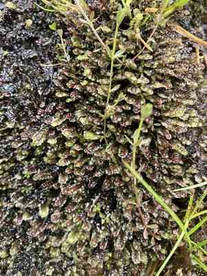 Water earwort(Scapania undulata)
