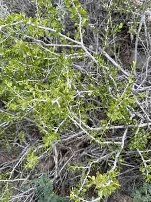 Desert Yaupon(Schaefferia cuneifolia)