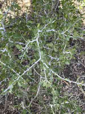Desert Yaupon(Schaefferia cuneifolia)