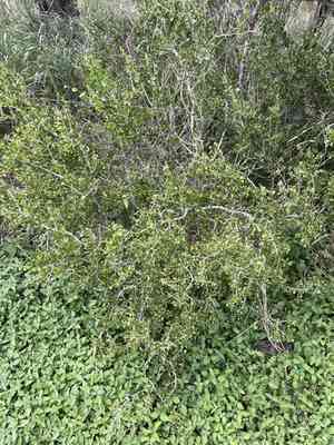 Desert Yaupon(Schaefferia cuneifolia)