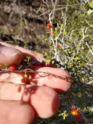Desert Yaupon(Schaefferia cuneifolia)