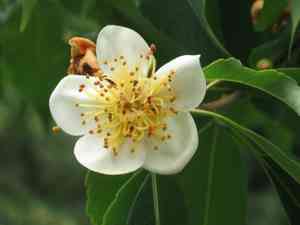 Chinese guger tree(Schima superba)