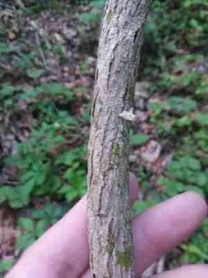 Bay star vine(Schisandra glabra)
