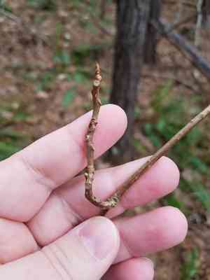 Bay star vine(Schisandra glabra)