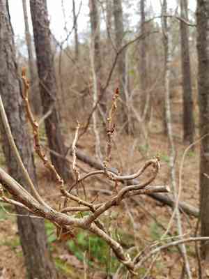 Bay star vine(Schisandra glabra)