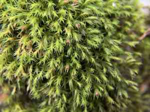 Schistidium moss(Schistidium apocarpum)