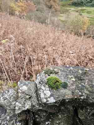 Schistidium moss(Schistidium apocarpum)