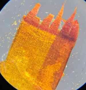 Schistidium moss(Schistidium apocarpum)