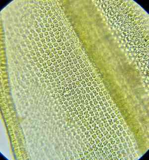 Schistidium moss(Schistidium apocarpum)