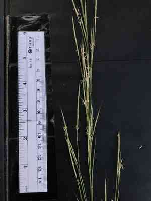 Little bluestem(Schizachyrium scoparium)