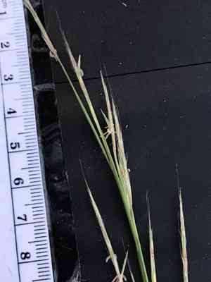 Little bluestem(Schizachyrium scoparium)