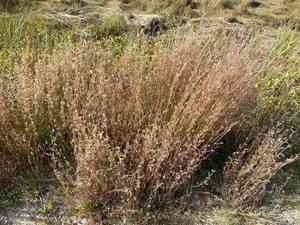 Little bluestem(Schizachyrium scoparium)
