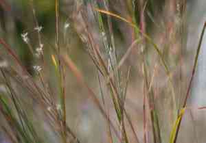 Little bluestem(Schizachyrium scoparium)