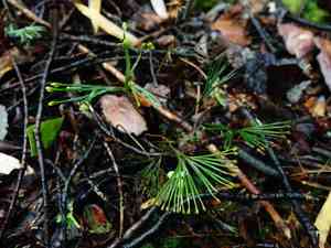 Fan fern(Schizaea dichotoma)