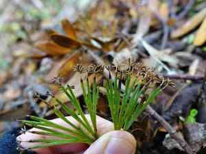 Fan fern(Schizaea dichotoma)