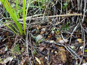 Fan fern(Schizaea dichotoma)