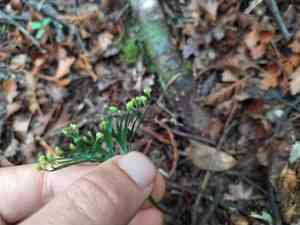 Fan fern(Schizaea dichotoma)