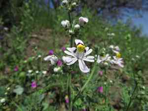 Poorman's orchid(Schizanthus pinnatus)