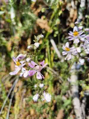 Poorman's orchid(Schizanthus pinnatus)