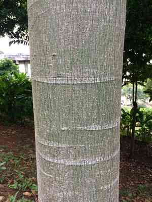 Brazilian fern tree(Schizolobium parahyba)