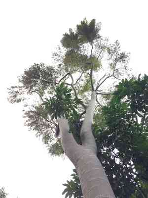 Brazilian fern tree(Schizolobium parahyba)