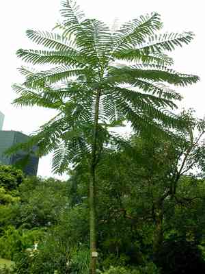 Brazilian fern tree(Schizolobium parahyba)