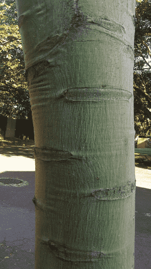Brazilian fern tree(Schizolobium parahyba)