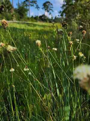 White sunnybell(Schoenolirion albiflorum)