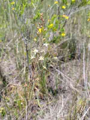 White sunnybell(Schoenolirion albiflorum)