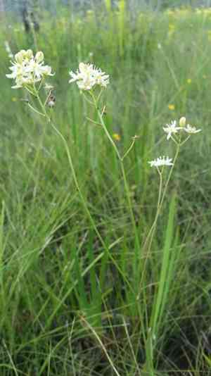 White sunnybell(Schoenolirion albiflorum)
