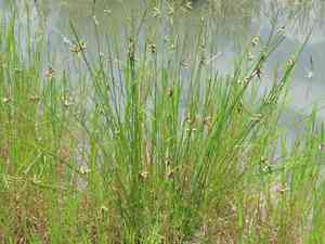 Rock bulrush(Schoenoplectiella juncoides)