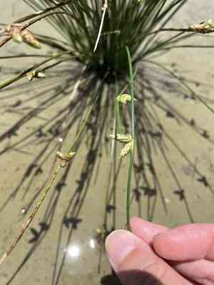 Rock bulrush(Schoenoplectiella juncoides)