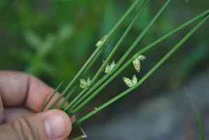 Rock bulrush(Schoenoplectiella juncoides)