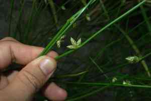 Rock bulrush(Schoenoplectiella juncoides)