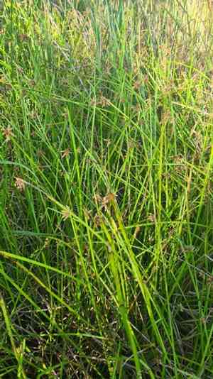 Bog bulrush(Schoenoplectiella mucronata)