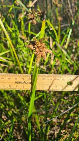 Bog bulrush(Schoenoplectiella mucronata)