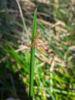 Bog bulrush(Schoenoplectiella mucronata)