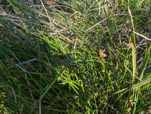Bog bulrush(Schoenoplectiella mucronata)