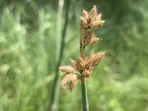 Hardstem tule(Schoenoplectus acutus)